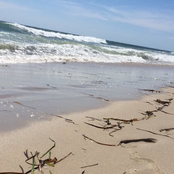 Sunken Forest - The beach nearby is clean and seaweedy. - Parks Near Me - Sayville, New York