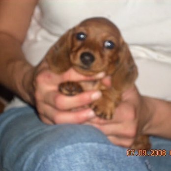 Lewis Animal Hospital - Prixi as a puppy - Veterinarians Near Me - Cincinnati, Ohio