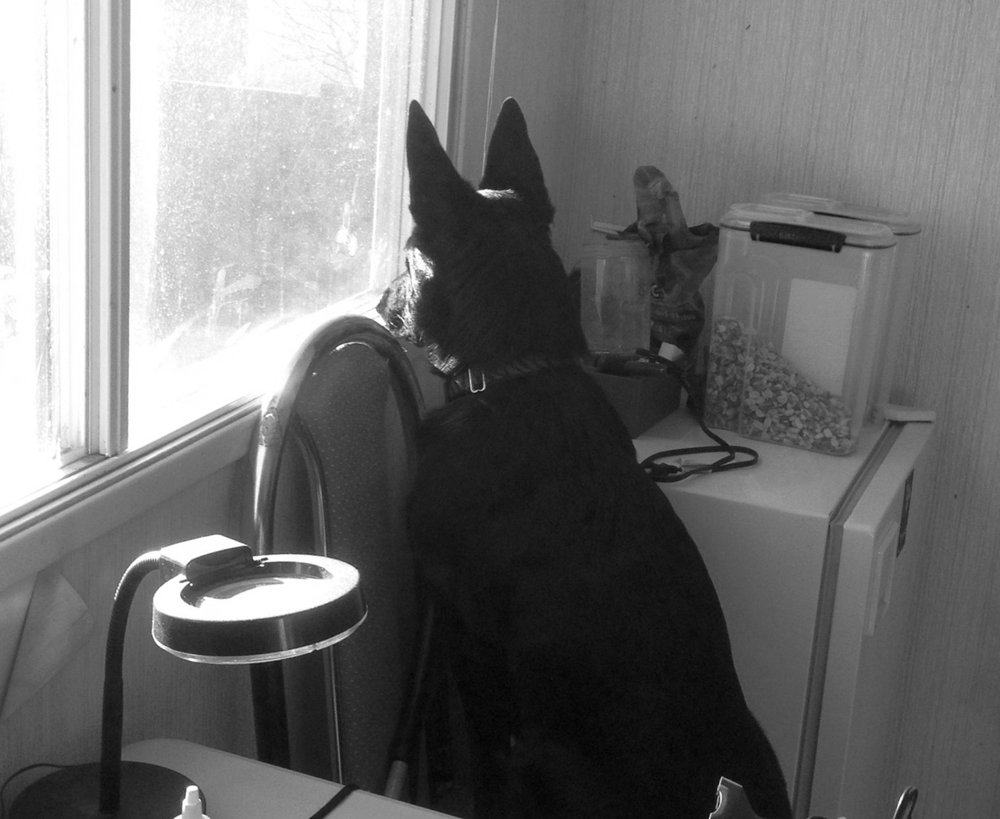 LOVE YOUR PET 2002 Luxstone Blvd, Airdrie, Alberta Pet Services