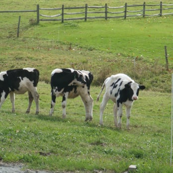 Neighborly Farms - three cows grazing in a field - Cheese Shops Near Me - Randolph, Vermont Neighborly Farms - three cows grazing in a field - Cheese Shops Near Me - Randolph, Vermont