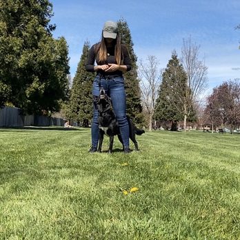 Perfect Pack Dog Training - Me training - Pet Training Near Me
