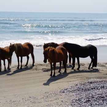 Bob's Wild Horse Tours - Tours Near Me - Corolla, North Carolina Bob's Wild Horse Tours - Tours Near Me - Corolla, North Carolina
