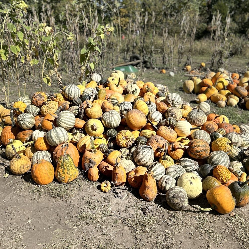 Johnny’s Mule Pride Pumpkin Patch - Pumpkin Patches Near Me - Lathrop, Missouri