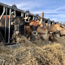 Grassway Organics