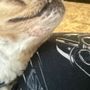Photo of Furry Friends