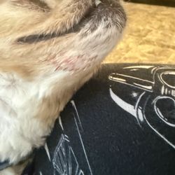 Furry Friends