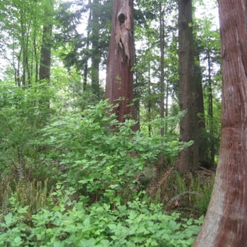 Stanley Park - Forest - Parks Near Me - Vancouver, British Columbia