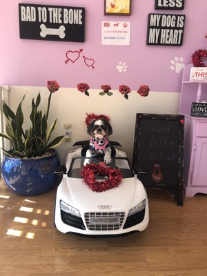cupid doggie spa