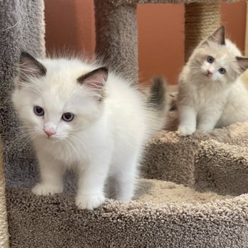 FairyTale Ragdoll by i-Angel - Pet Breeders Near Me FairyTale Ragdoll by i-Angel - Pet Breeders Near Me