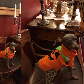 The Gables - Sugar is getting ready for Halloween! - Bed & Breakfast Near Me - Philadelphia, Pennsylvania