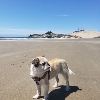Cape Kiwanda State Natural Area - Happy dog that didn't wanna run up the giant dune lol - Beaches Near Me - Cloverdale, Oregon