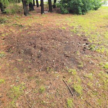 Stump Slayer - No more stump that turned into a weird stump tree bush. - Landscaping Near Me - Ayer, Massachusetts Stump Slayer - No more stump that turned into a weird stump tree bush. - Landscaping Near Me - Ayer, Massachusetts