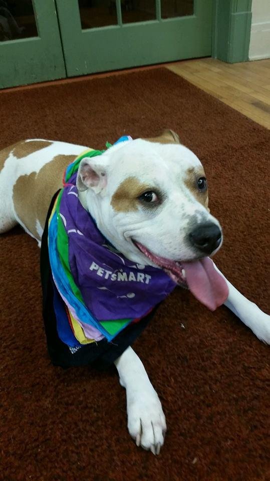 Pet Food Pantry - social services organization in Buffalo, NY