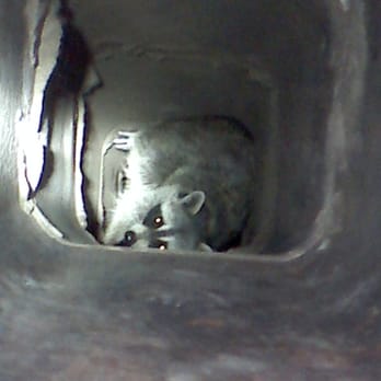 911 Wildlife - Raccoon in your chimney? - Pest Control Near Me - Plano, Texas