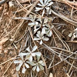 St. Mary's Falls - Plants