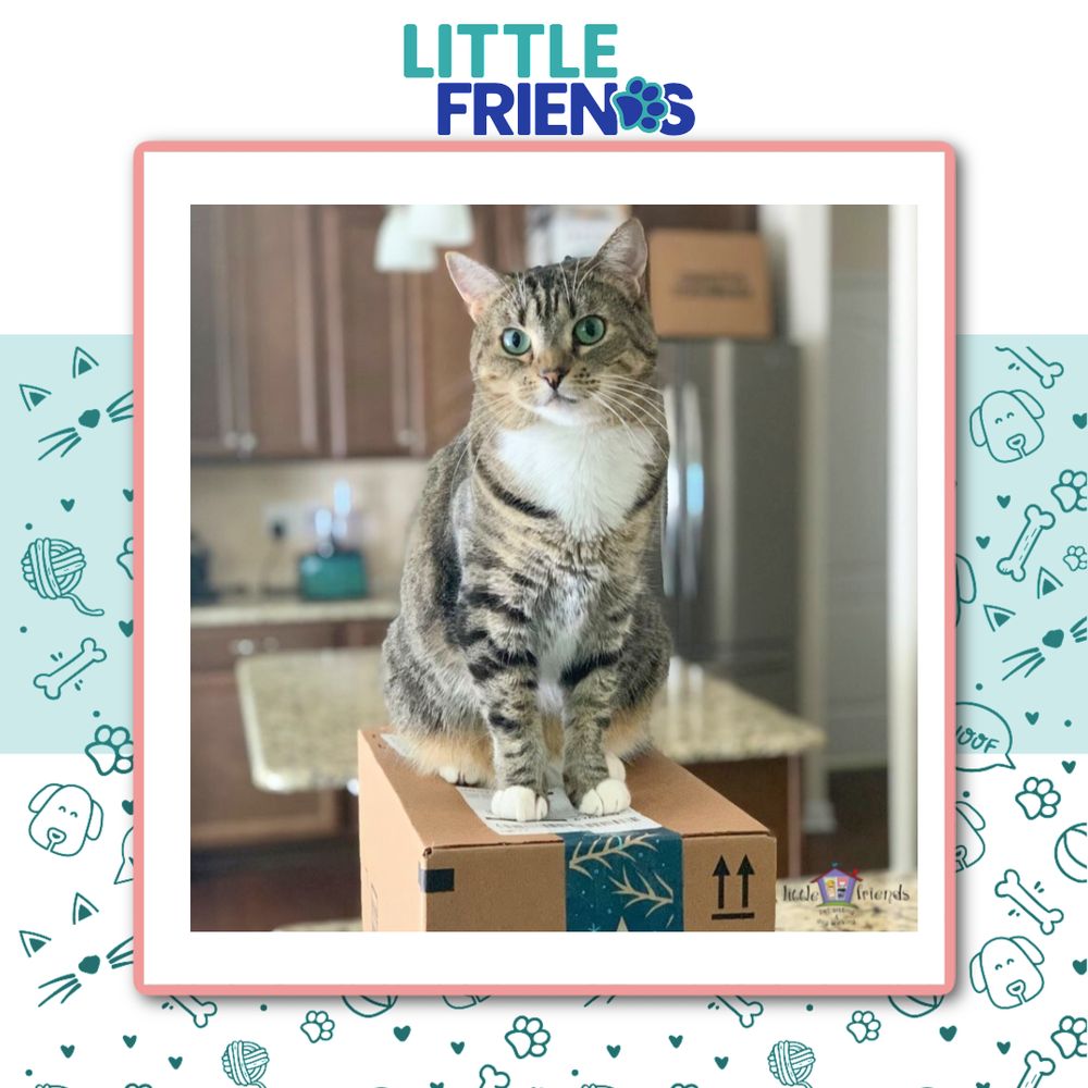 LITTLE FRIENDS PET SITTING & DOG WALKING Updated September 2024 184