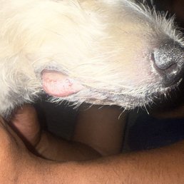 Cut my dogs tongue and lip- Cut my dogs tongue and lip-