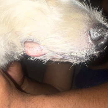 Eagle Mobile Pet Grooming - Cut my dogs tongue and lip- - Pet Groomers Near Me Eagle Mobile Pet Grooming - Cut my dogs tongue and lip- - Pet Groomers Near Me