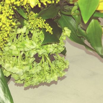 Saucha Floral Design - Dying flowers - Florists Near Me - Ft. Lauderdale, Florida Saucha Floral Design - Dying flowers - Florists Near Me - Ft. Lauderdale, Florida