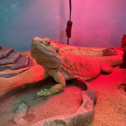 CBD American Shaman - Store pet Myrcene! Bearded dragon!