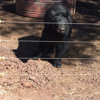 Bearizona - Zoos Near Me - Williams, Arizona