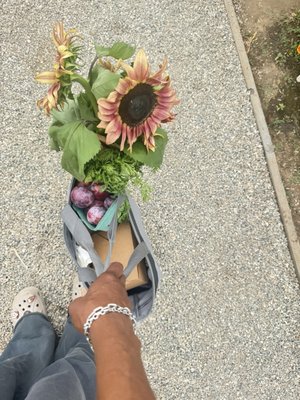 Alma Backyard Farms by null