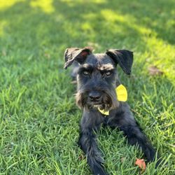 Chino Hills Pet Grooming - MY ALLIE GIRL ( BLACK MINI SCHNAUZER GURL)