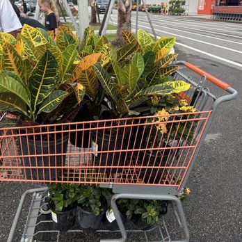 The Home Depot - Crotons and ixora - Hardware Stores Near Me - St. Augustine, Florida The Home Depot - Crotons and ixora - Hardware Stores Near Me - St. Augustine, Florida