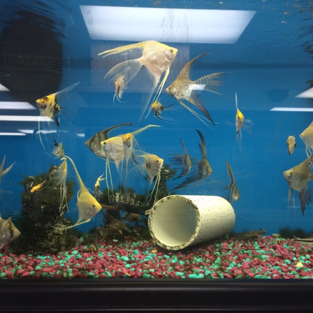 Elliotts For Pets - These for example are angel fish and are fresh water. - Pet Stores Near Me - Riverside, California Elliotts For Pets - These for example are angel fish and are fresh water. - Pet Stores Near Me - Riverside, California