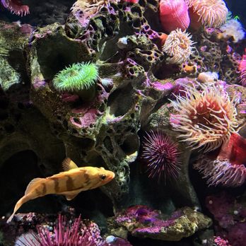 New England Aquarium - Aquariums Near Me - Boston, Massachusetts New England Aquarium - Aquariums Near Me - Boston, Massachusetts