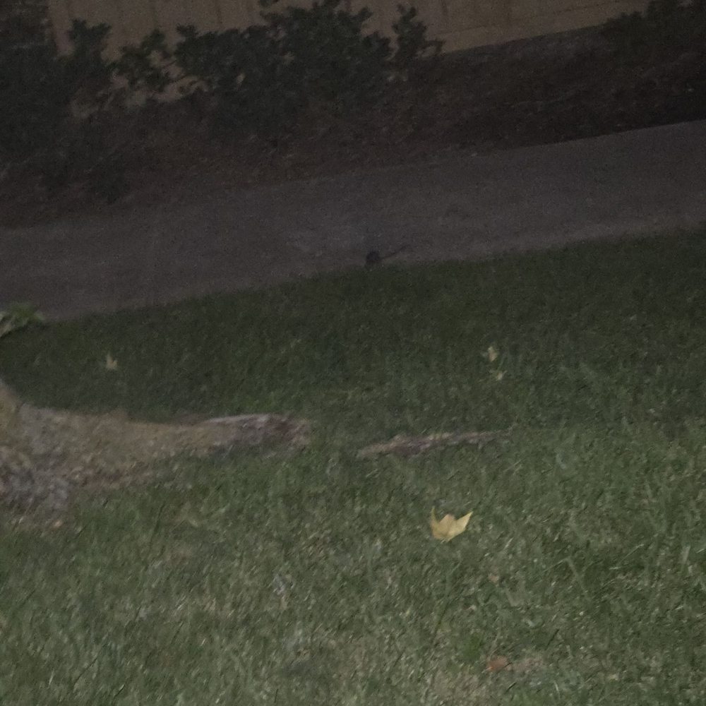Red Oak Villas - Rats roaming the apartment complex and not scared of people either - Apartments Near Me - Redlands, California Red Oak Villas - Rats roaming the apartment complex and not scared of people either - Apartments Near Me - Redlands, California