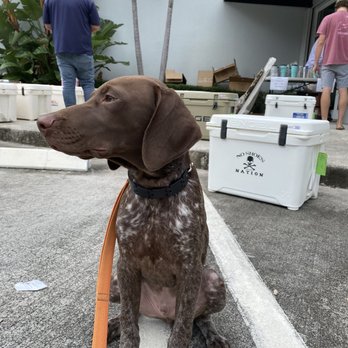 Applied Canine Concepts - 16 week old staying on command with plenty of distractions. - Pet Training Near Me Applied Canine Concepts - 16 week old staying on command with plenty of distractions. - Pet Training Near Me