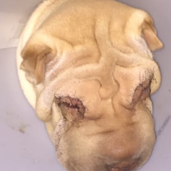 All Animal Eye Care - 7 days ago - Veterinarians Near Me - Santa Rosa, California All Animal Eye Care - 7 days ago - Veterinarians Near Me - Santa Rosa, California
