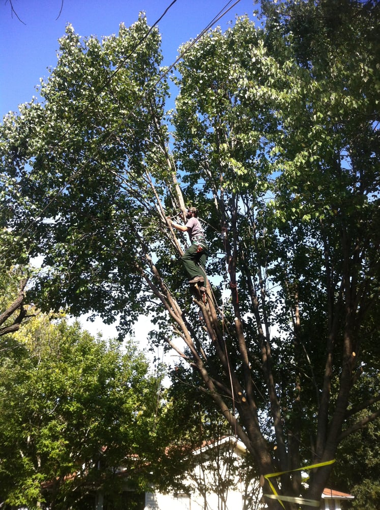 Steadfast Tree Service - tree service in Huntsville, AL