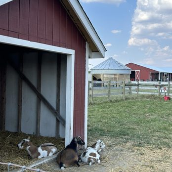 Tuttle Orchards - Goats - Fruits & Veggies Near Me - Greenfield, Indiana