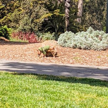 Alamo Square - On-leash area of the square. - Parks Near Me - San Francisco, California