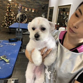 Young Style - Pet Groomers Near Me - Bellevue, Washington