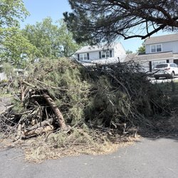 Copeland's Tree Service - Tree limbs for me to dispose of myself that the company would not