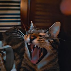 Alaqua Animal Refuge - Big yawns!