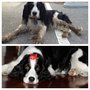 Photo of Doggie Doolittle's Grooming