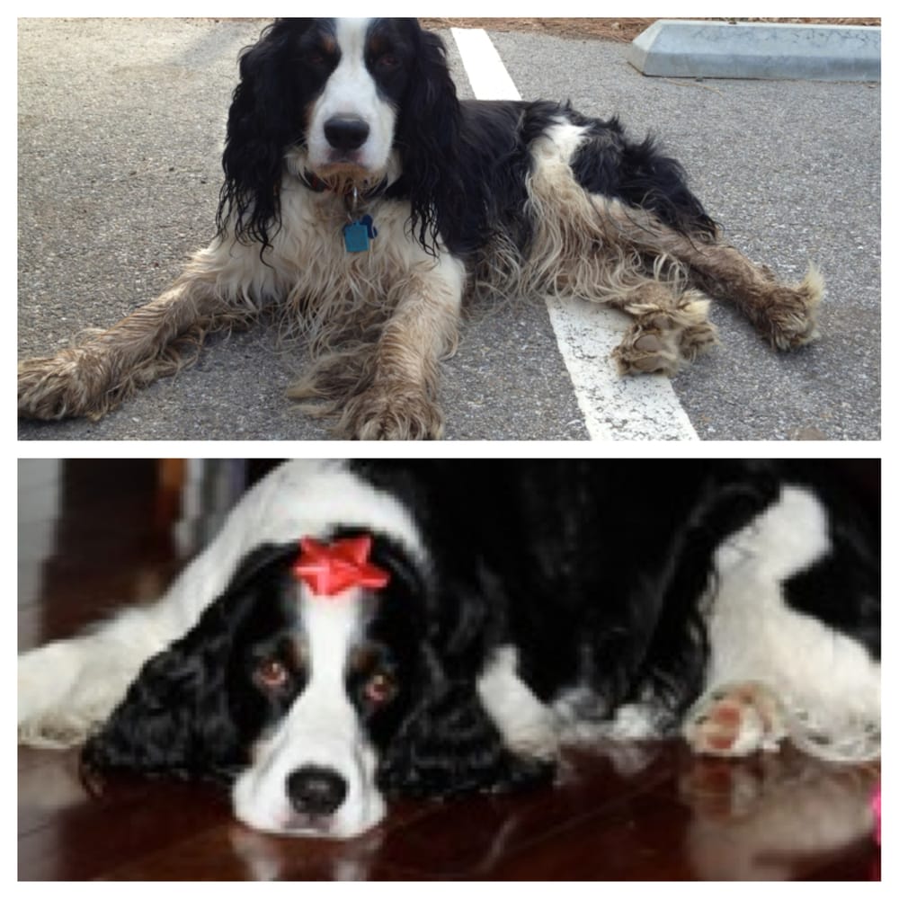 DOGGIE DOOLITTLE’S GROOMING Updated June 2024 16 Reviews 126