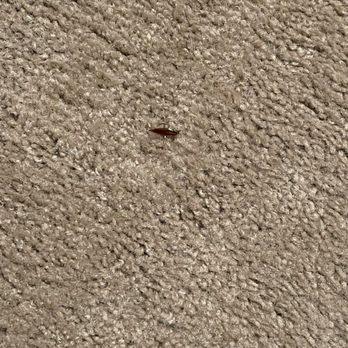 Fieldcrest - Bugs - Apartments Near Me - Dothan, Alabama