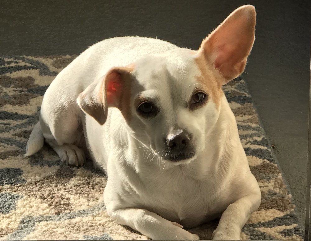 ANIMAL HEALTH CARE CENTER 32 Photos & 20 Reviews 1115 W Mayfield Rd, Arlington, Texas