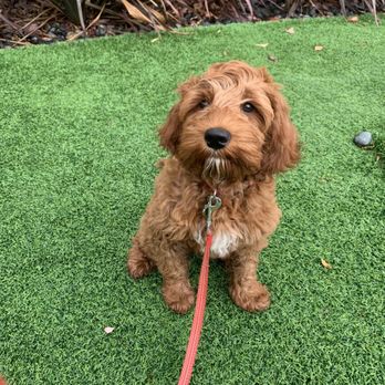 SF Puppy Prep - Pet Training Near Me - San Francisco, California SF Puppy Prep - Pet Training Near Me - San Francisco, California