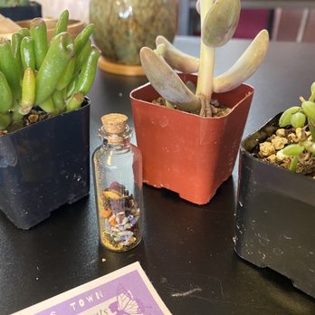 Zinks Town - Dried flowers in bottle, three succulents pre-planting - Art Galleries Near Me - Albuquerque, New Mexico