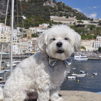 Walter's Pet Styles - Older kid, the sophisticate (Instagram @the_doggie_days) - Pet Groomers Near Me - New York, New York Walter's Pet Styles - Older kid, the sophisticate (Instagram @the_doggie_days) - Pet Groomers Near Me - New York, New York
