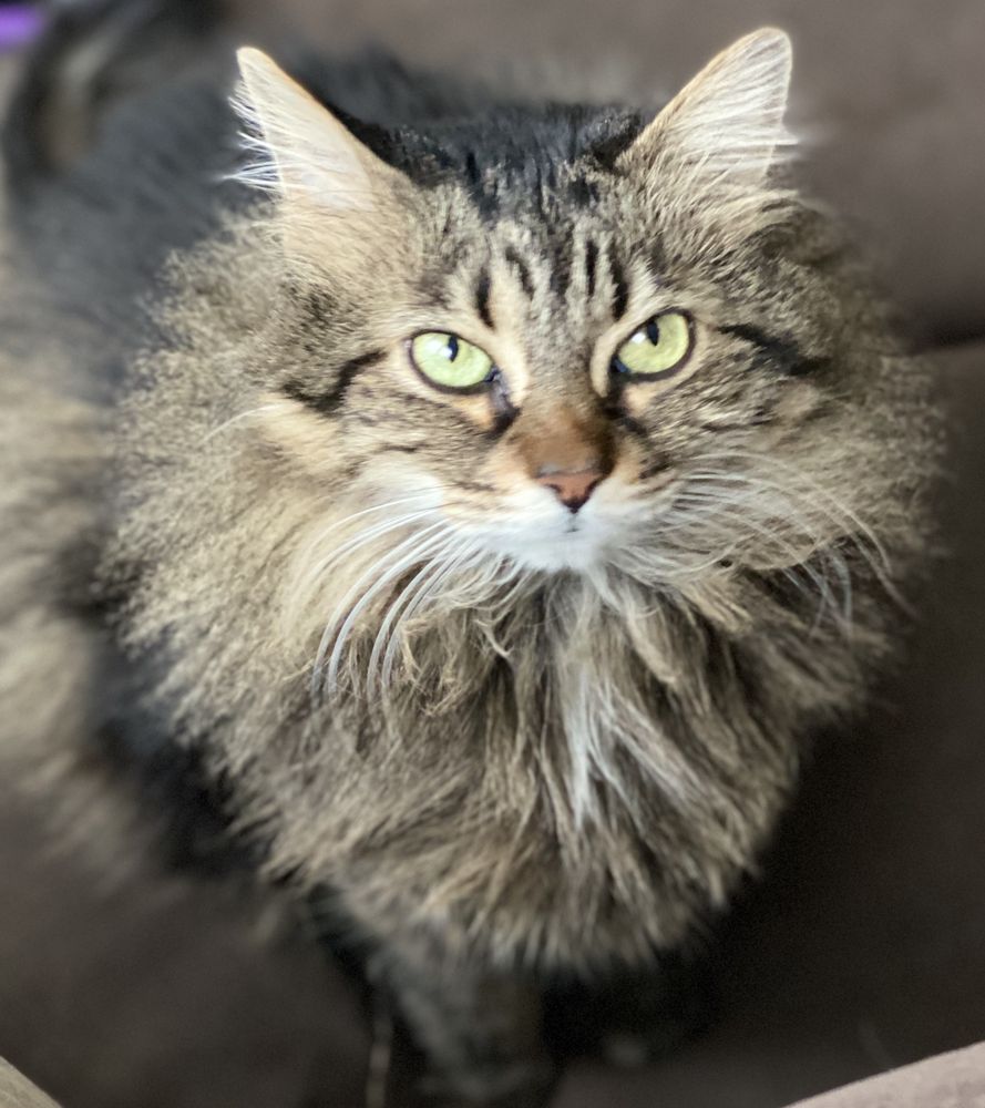 Brooksville Pet Grooming Image