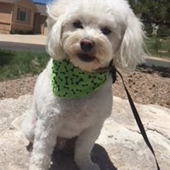 A+ Pet Spa - Snowball - Pet Groomers Near Me - Colorado Springs, Colorado