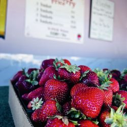 Yumm Strawberry - Elk Grove - U pick strawberry farm
