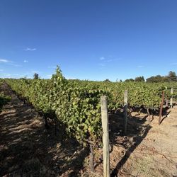 Estate vines